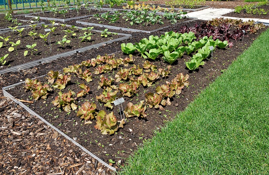 Scallions Spacing In Raised Bed Garden Scallions Spacing In Raised Bed Garden
