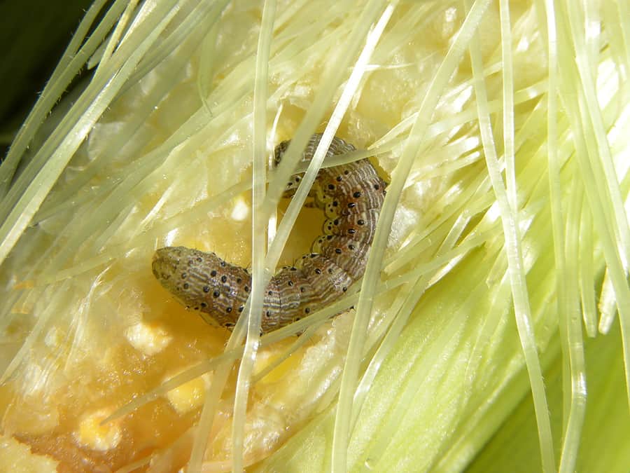 corn earworm controls harvest to table corn earworm control