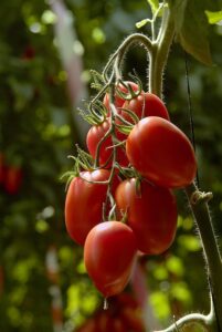 San Marzano Tomato