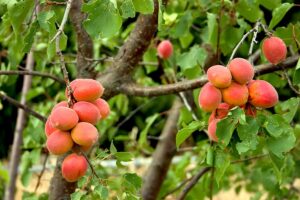 Apricot Varieties Harvest To Table Apricots In Tree