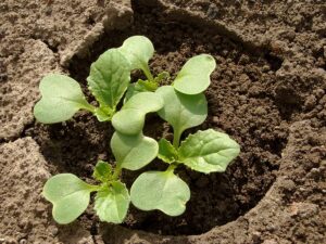 How To Grow Chinese Cabbage Harvest Table Chinese Cabbage Seedlings