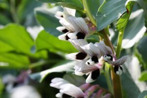 How To Grow Broad Beans Fava Harvest Table How To Grow Broad Beans Fava Harvest Table