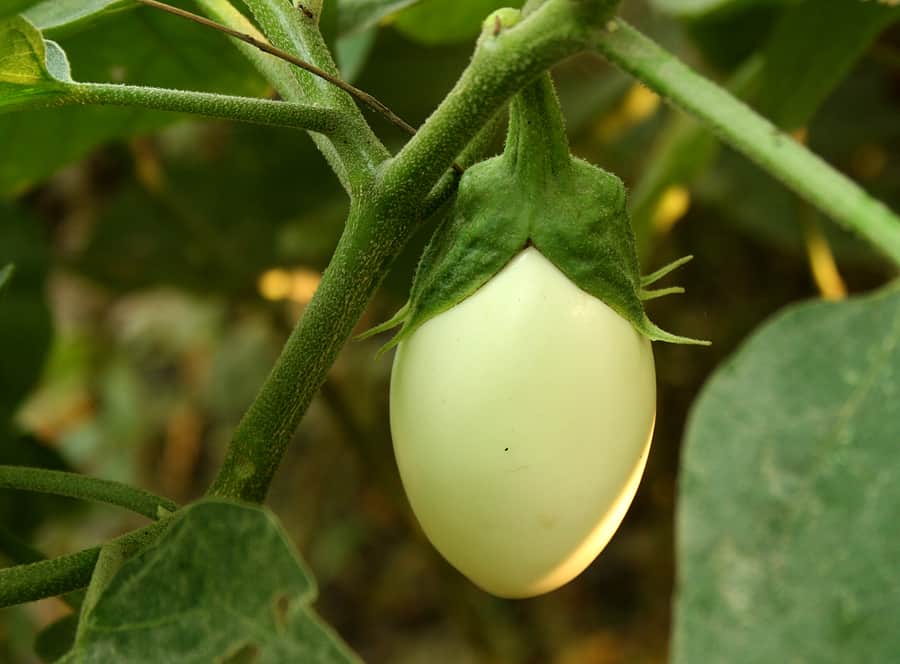 Eggplant-white1.jpg
