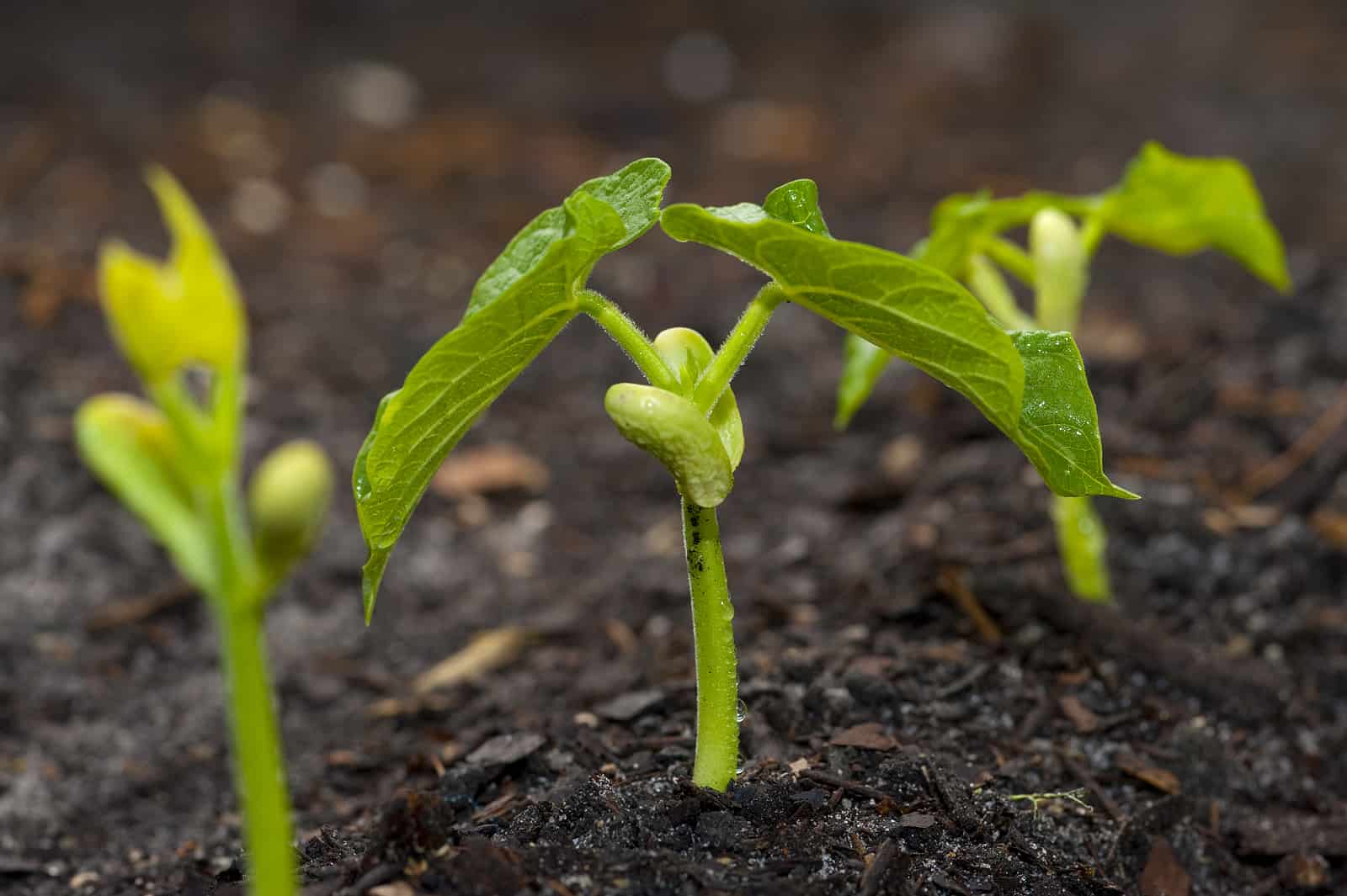 5 Best types of sprouts and their health benefits, sprouting mung beans