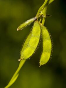 soybean flower