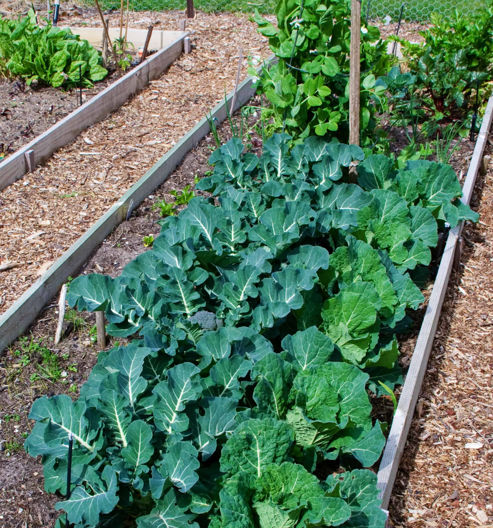 Broccoli Growing Problems Troubleshooting Harvest To Table