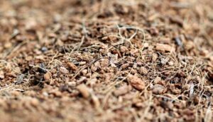 Mulch of compost Mulch of compost