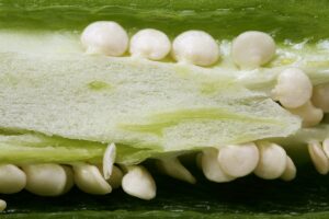 Pepper jalapeno seed Pepper jalapeno seed
