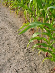 Corn in drought