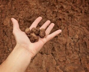 how to improve clay soil harvest to table