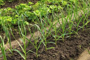 Wide Row Vegetable Garden Beds Harvest To Table