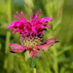 Bergamot Bergamot