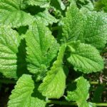 Lemon balm Lemon balm