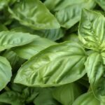 Lemon basil Lemon basil
