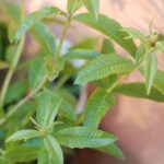 Lemon verbena Lemon verbena