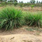 Lemongrass Lemongrass
