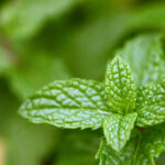 Lemon mint Lemon mint