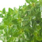 Thyme lemon Lemon thyme