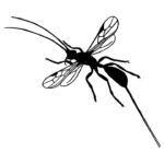 Braconid wasp illustration Braconid wasp