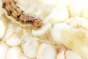 Corn earworm Corn earworm
