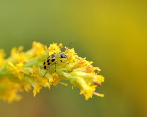 Cucumber beetle spotted Spotted cucumber beetle