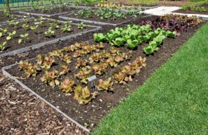 Narrow beds for intensive planting