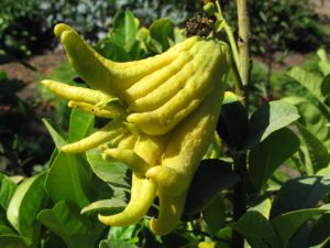 Buddha's hand