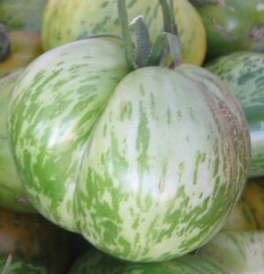 Green Zebra tomato