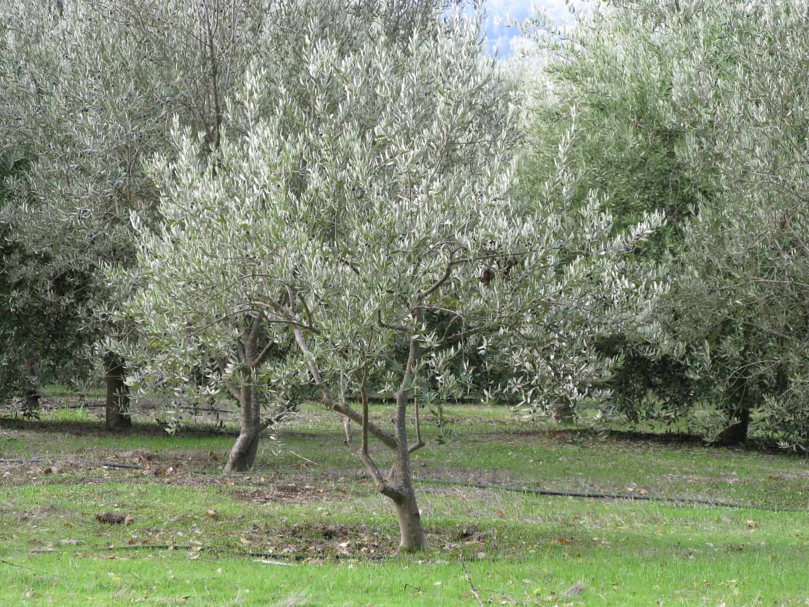 Olive Growing Harvest To Table Olive Trees