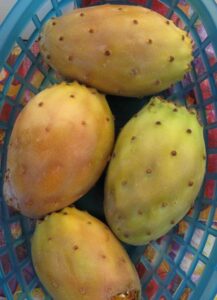 Prickly pears are the fruit of the Nopales cactus