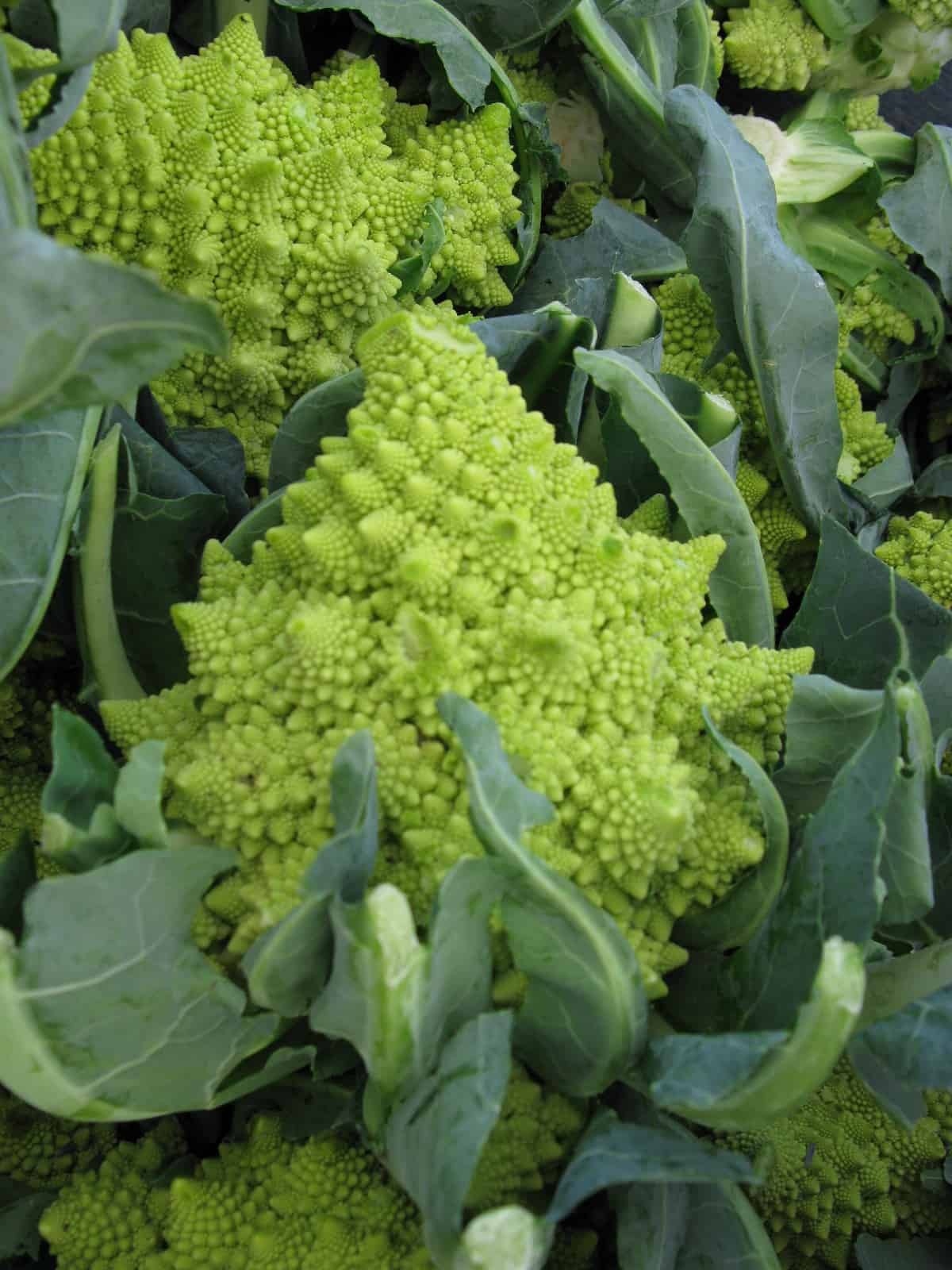 Romanesco broccoli - Harvest to Table