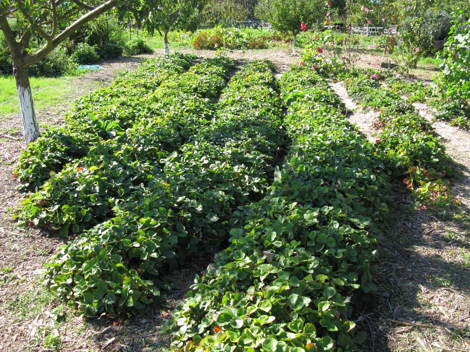 Strawberry Patch Bed And Breakfast Strawberry Patch Bed And Breakfast