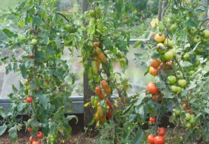 Tomato plants trained to curled metal stakes