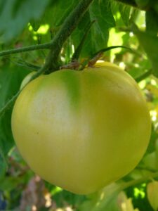White Queen tomato