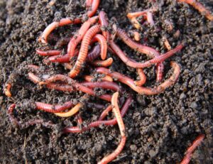 Earthworms can eat their weight in organic matter and soil each day to create nutrient rich castings.