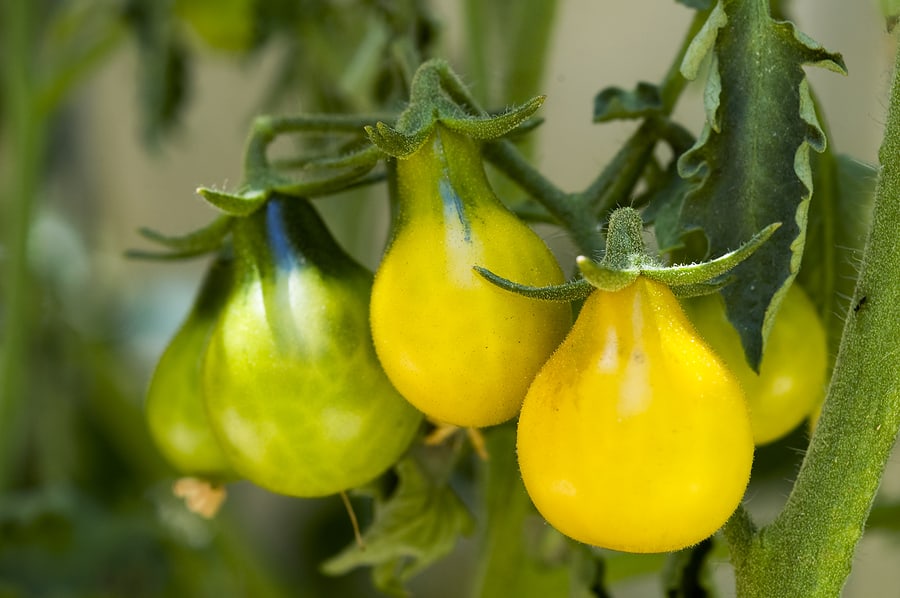 Orange And Yellow Low Acid Tomatoes For Breakfast Harvest