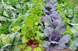 Cabbage and beets--cool-season crops for fall harvest