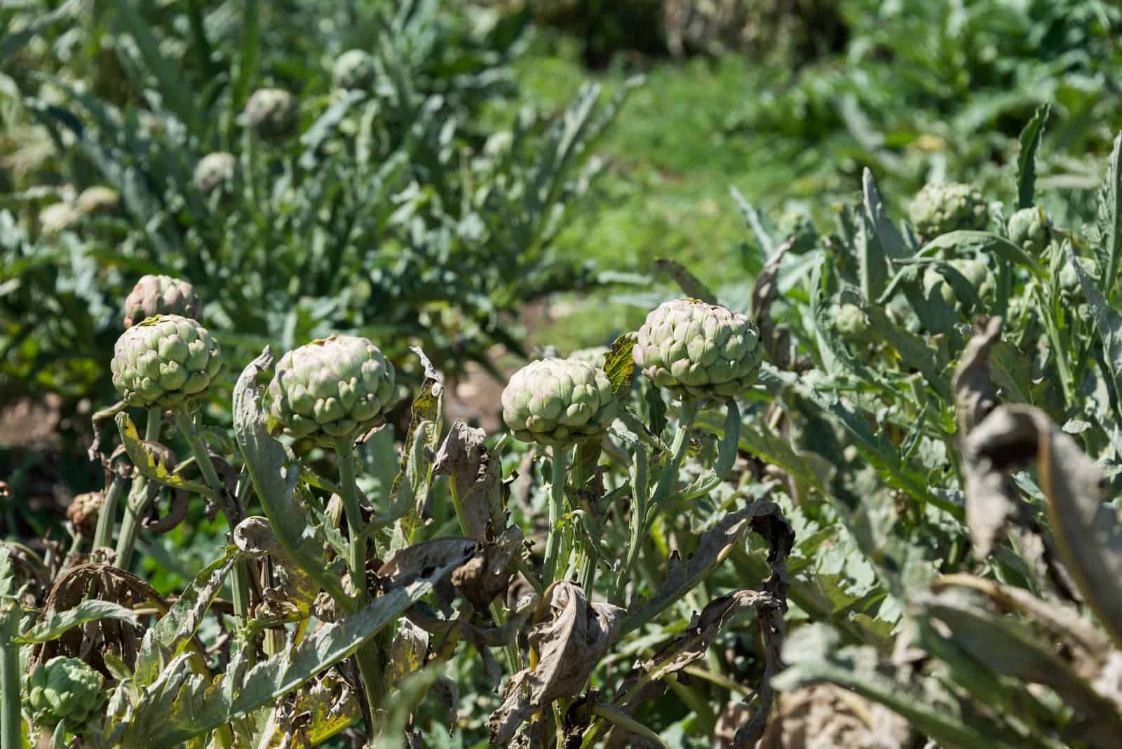 Artichoke plants